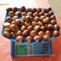 Chinese New Crop fresh organic chestnut price